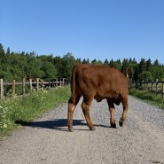 Walking: Tue, 9 Jun 2020 08:09:00